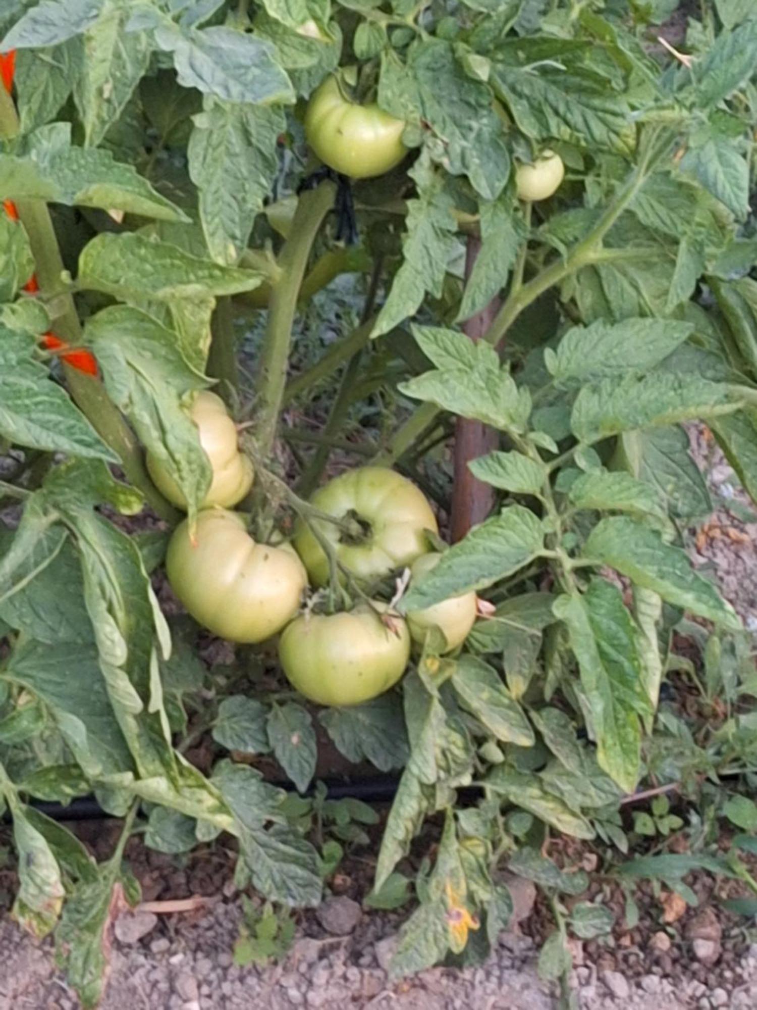 הוילה Sarakinádhon Casa Dei Fiori מראה חיצוני תמונה